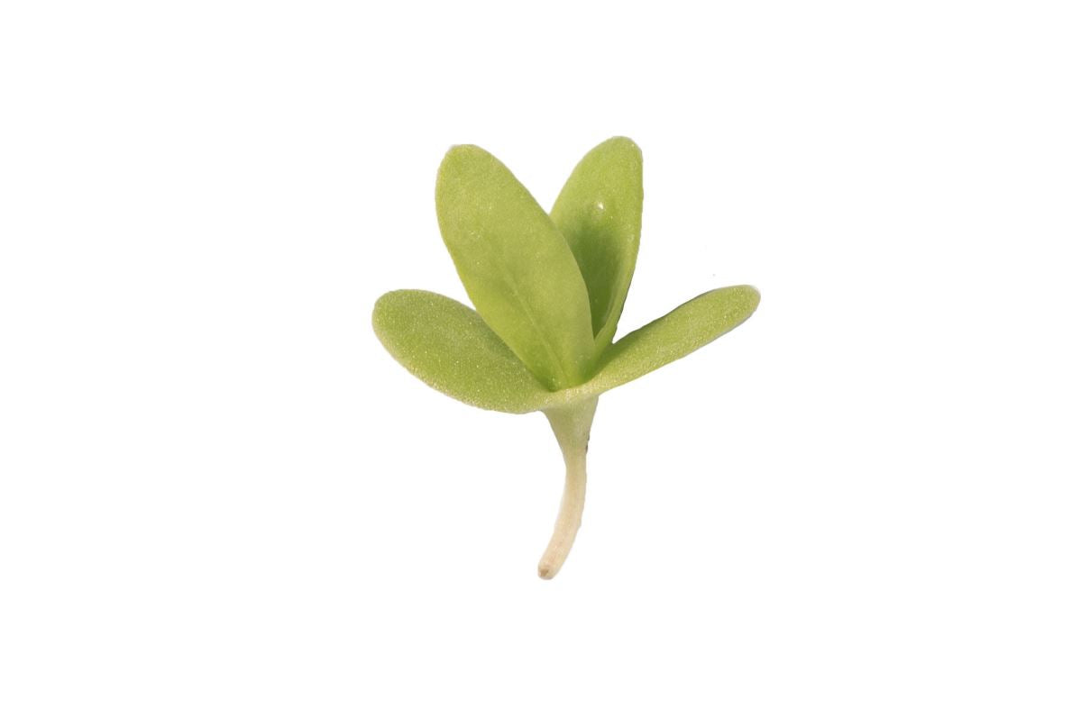 Shungiku Broadleaf – Microgreen Seed